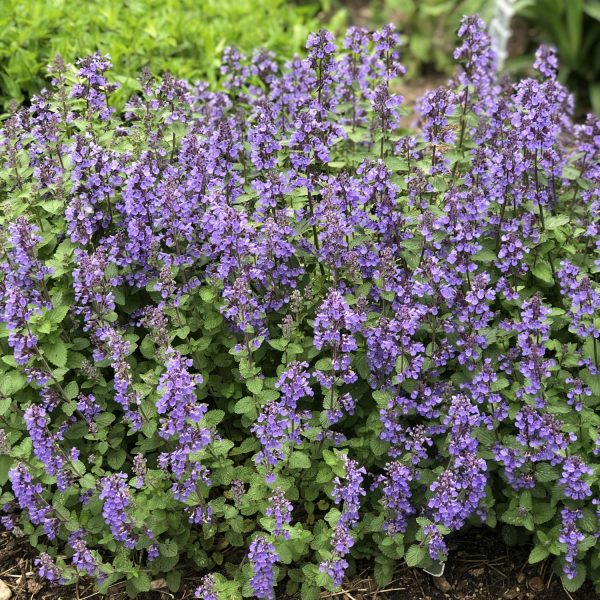 NEPETA PURRSIAN BLUE CATMINT