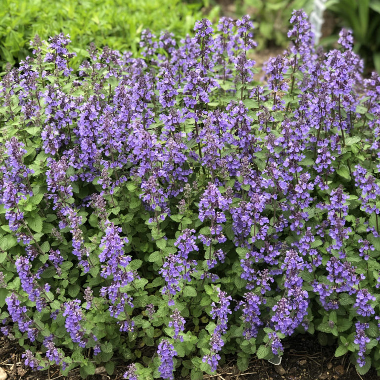 Nepeta Purrsian Blue Buy Catmint Perennials Online