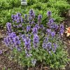 NEPETA PURRSIAN BLUE CATMINT