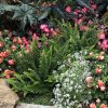 NEPHROLEPIS KIMBERLY QUEEN FERN