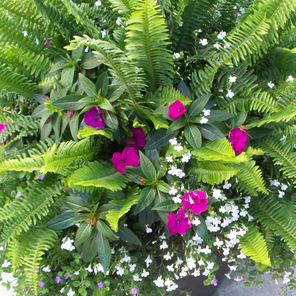 Kimberly Queen Fern (Nephrolepis) Garden Crossings