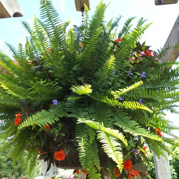 NEPHROLEPIS KIMBERLY QUEEN FERN