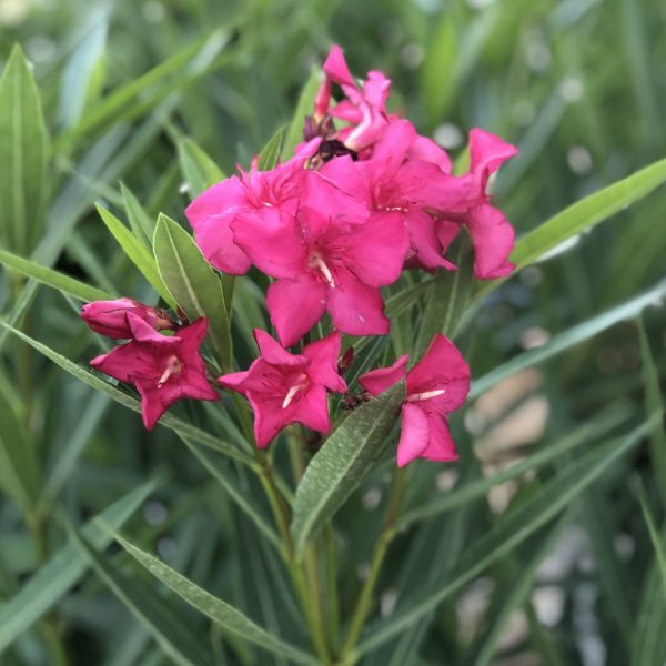 NERIUM AUSTIN PRETTY LIMITS OLEANDER