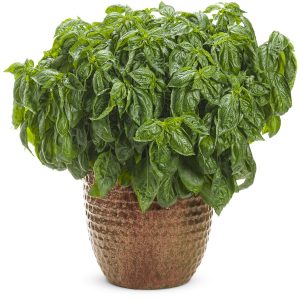 Basil