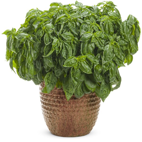 OCIMUM AMAZEL BASIL BASIL