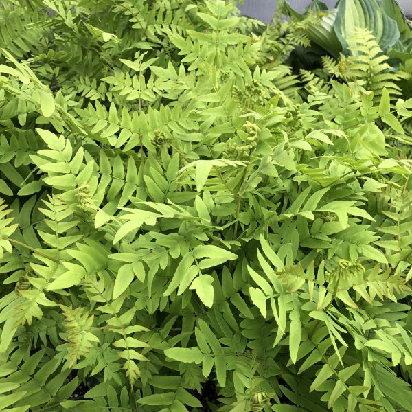 OSMUNDA REGALIS ROYAL FERN