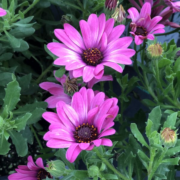 OSTEOSPERMUM BRIGHT LIGHTS BERRY ROSE AFRICAN DAISY