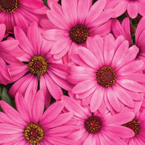 Osteospermum - African Daisy