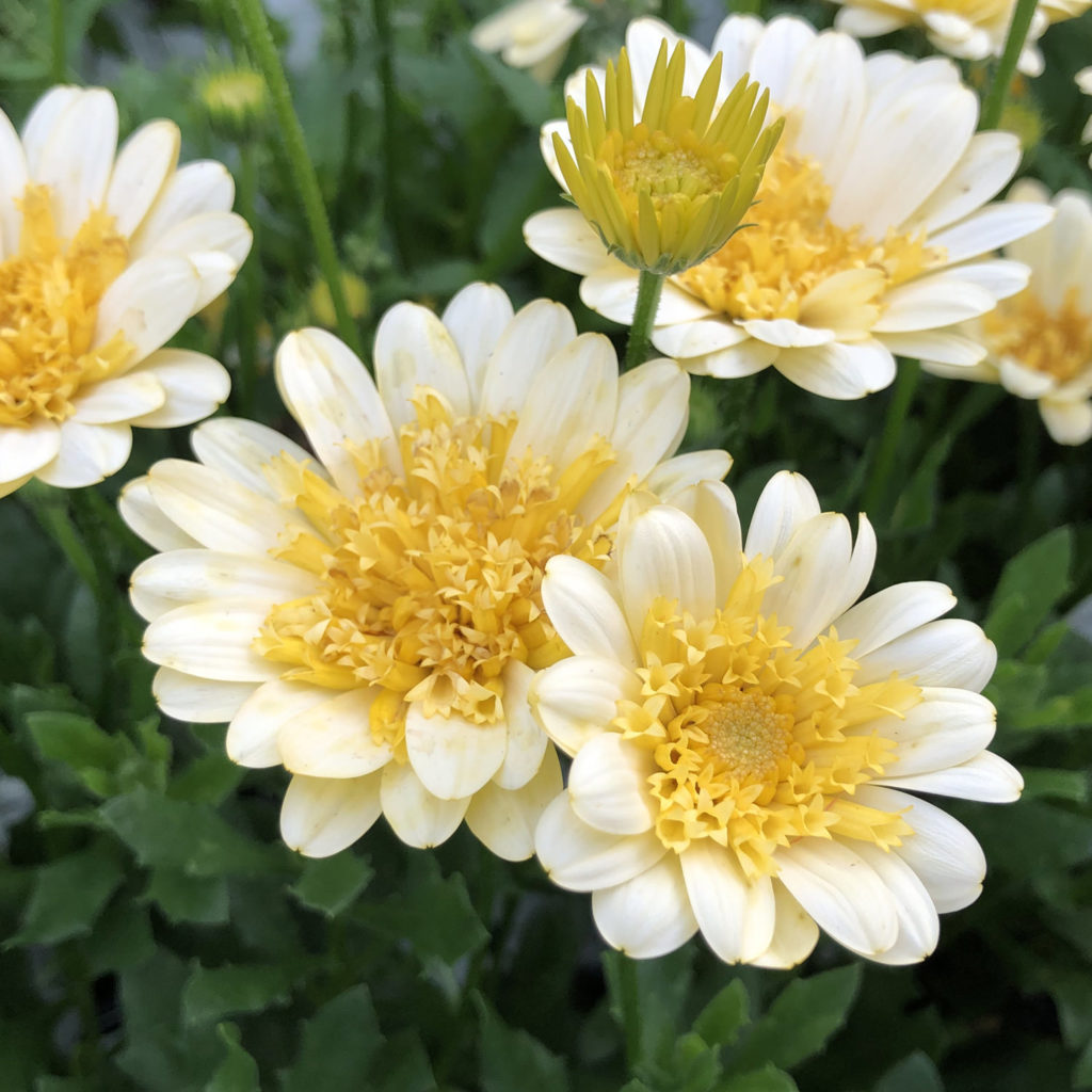 OSTEOSPERMUM BRIGHT LIGHTS DOUBLE MOONGLOW AFRICAN DAISY