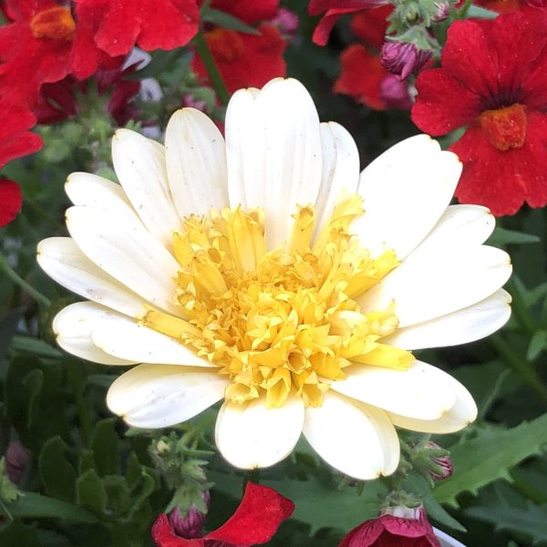 OSTEOSPERMUM BRIGHT LIGHTS DOUBLE MOONGLOW AFRICAN DAISY