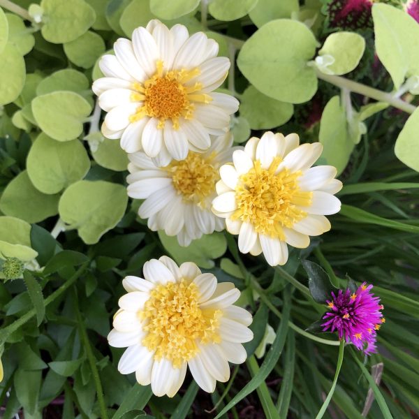 OSTEOSPERMUM BRIGHT LIGHTS DOUBLE MOONGLOW AFRICAN DAISY