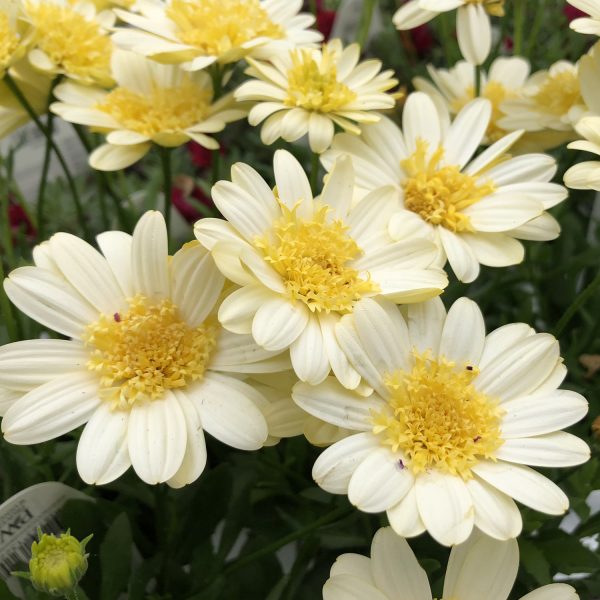 OSTEOSPERMUM BRIGHT LIGHTS DOUBLE MOONGLOW AFRICAN DAISY