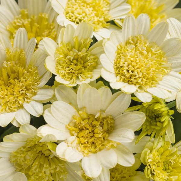 OSTEOSPERMUM BRIGHT LIGHTS DOUBLE MOONGLOW AFRICAN DAISY