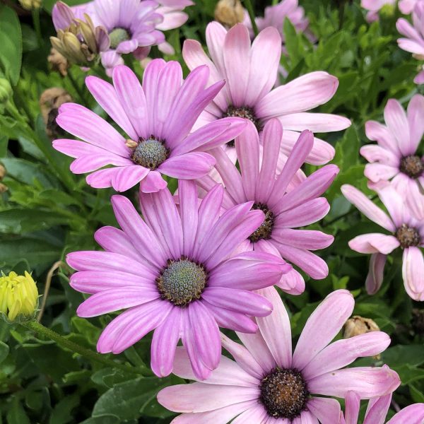 OSTEOSPERMUM BRIGHT LIGHTS PINK AFRICAN DAISY