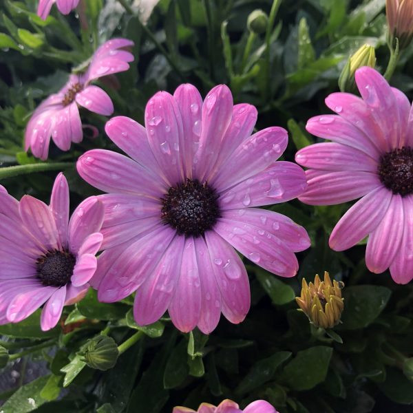 OSTEOSPERMUM BRIGHT LIGHTS PINK AFRICAN DAISY