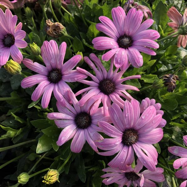 OSTEOSPERMUM BRIGHT LIGHTS PINK AFRICAN DAISY