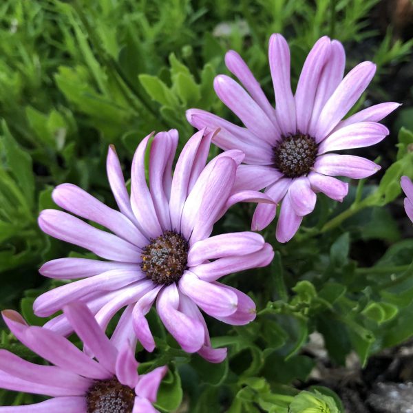 OSTEOSPERMUM BRIGHT LIGHTS PINK AFRICAN DAISY