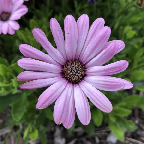 OSTEOSPERMUM BRIGHT LIGHTS PINK AFRICAN DAISY