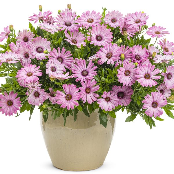 OSTEOSPERMUM BRIGHT LIGHTS PINK AFRICAN DAISY