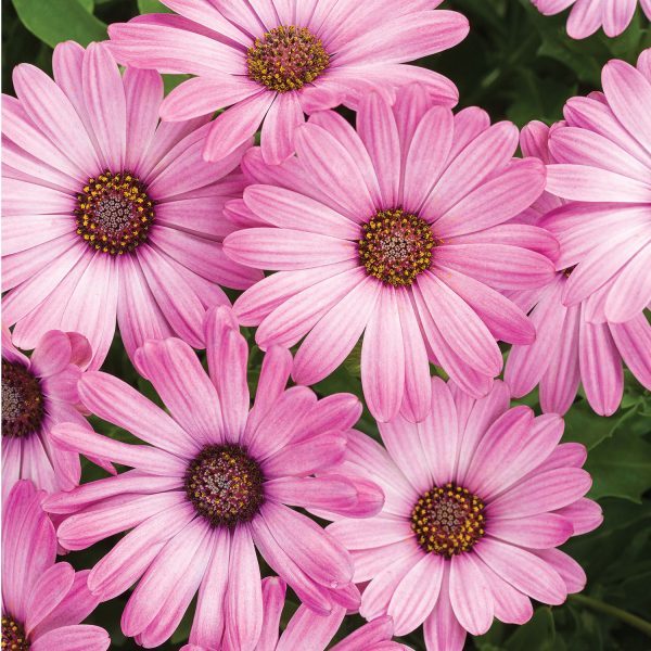 OSTEOSPERMUM BRIGHT LIGHTS PINK AFRICAN DAISY