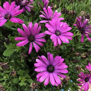 OSTEOSPERMUM BRIGHT LIGHTS PURPLE AFRICAN DAISY