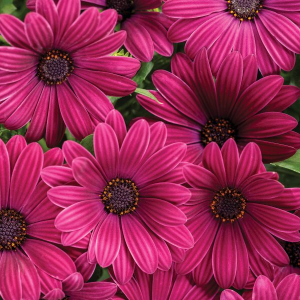 OSTEOSPERMUM BRIGHT LIGHTS PURPLE AFRICAN DAISY