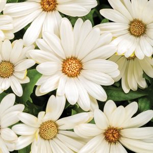 OSTEOSPERMUM BRIGHT LIGHTS WHITE AFRICAN DAISY