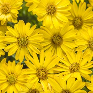 OSTEOSPERMUM BRIGHT LIGHTS YELLOW AFRICAN DAISY