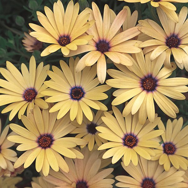 OSTEOSPERMUM LEMON SYMPHONY AFRICAN DAISY