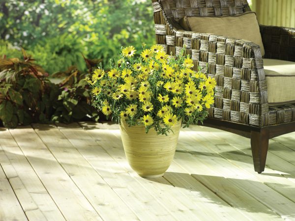 OSTEOSPERMUM LEMON SYMPHONY AFRICAN DAISY