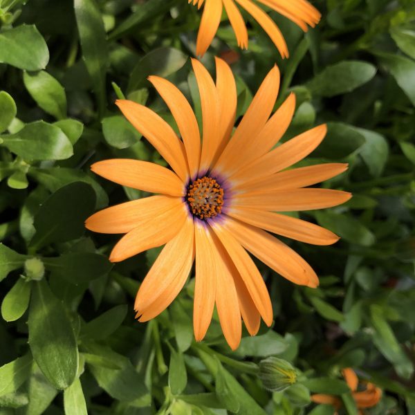 OSTEOSPERMUM ORANGE SYMPHONY AFRICAN DAISY