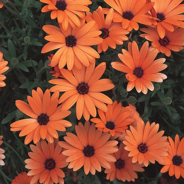 OSTEOSPERMUM ORANGE SYMPHONY AFRICAN DAISY