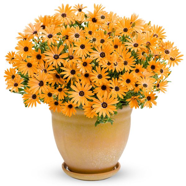 OSTEOSPERMUM ORANGE SYMPHONY AFRICAN DAISY