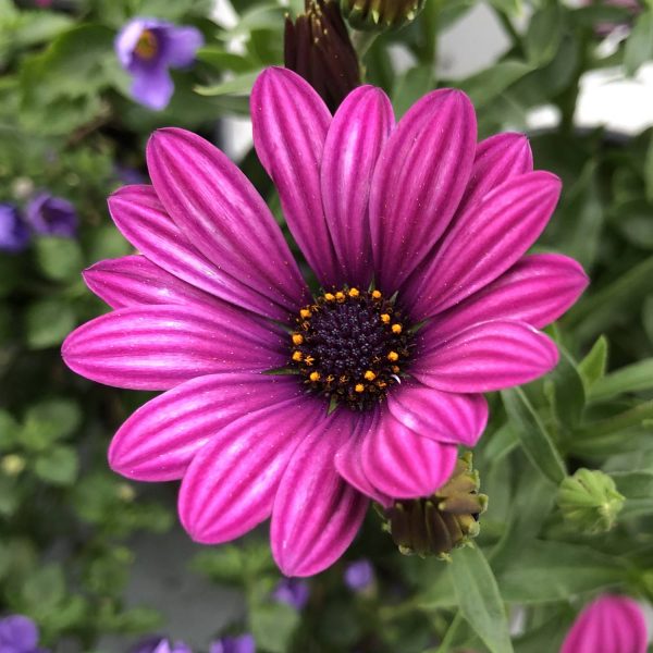 OSTEOSPERMUM SOPRANO PURPLE AFRICAN DAISY