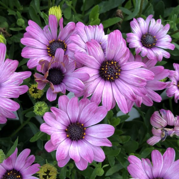 OSTEOSPERMUM SOPRANO PURPLE AFRICAN DAISY