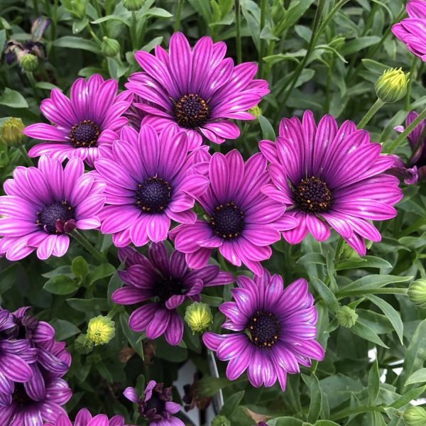 OSTEOSPERMUM SOPRANO PURPLE AFRICAN DAISY