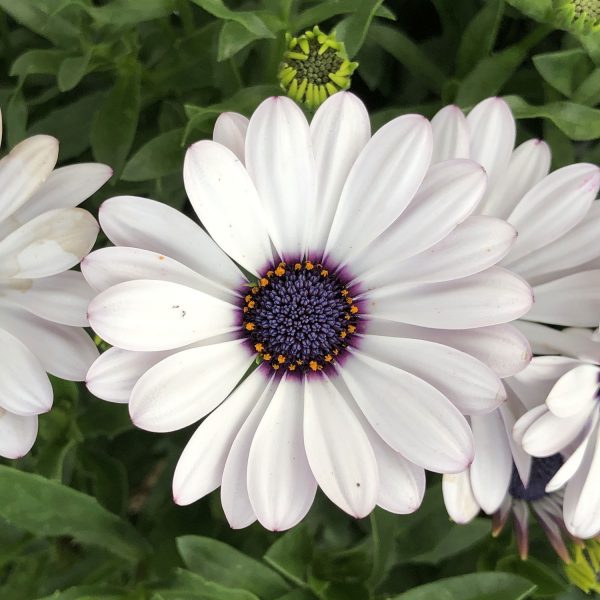 OSTEOSPERMUM SOPRANO WHITE AFRICAN DAISY