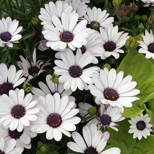 OSTEOSPERMUM SOPRANO WHITE AFRICAN DAISY