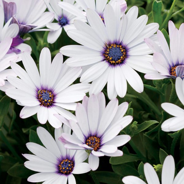 OSTEOSPERMUM SOPRANO WHITE AFRICAN DAISY