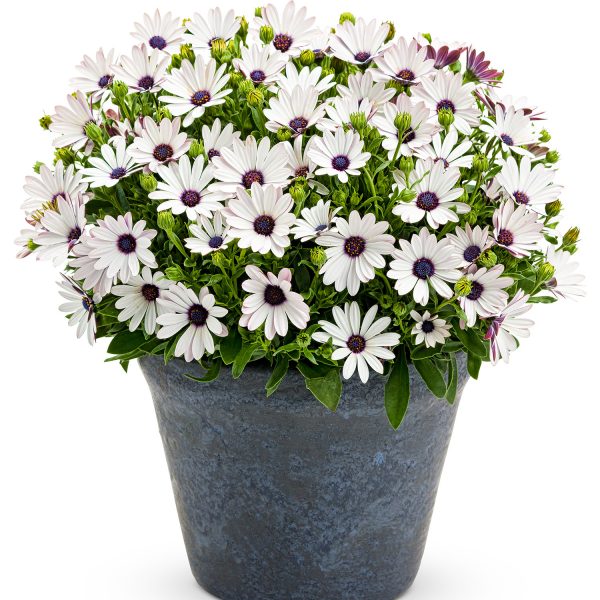 OSTEOSPERMUM SOPRANO WHITE AFRICAN DAISY