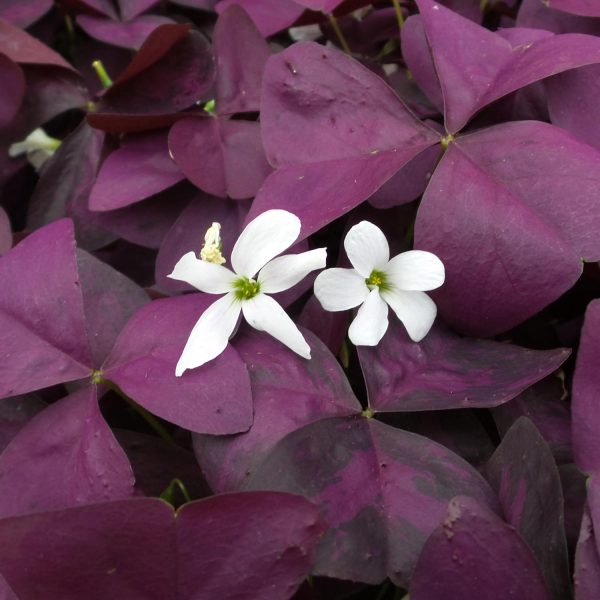 OXALIS CHARMED WINE SHAMROCK