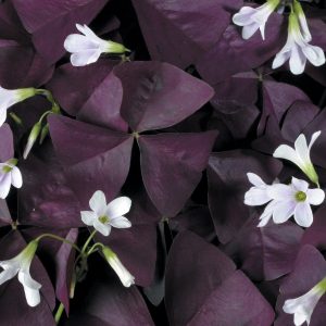 Oxalis - Shamrock