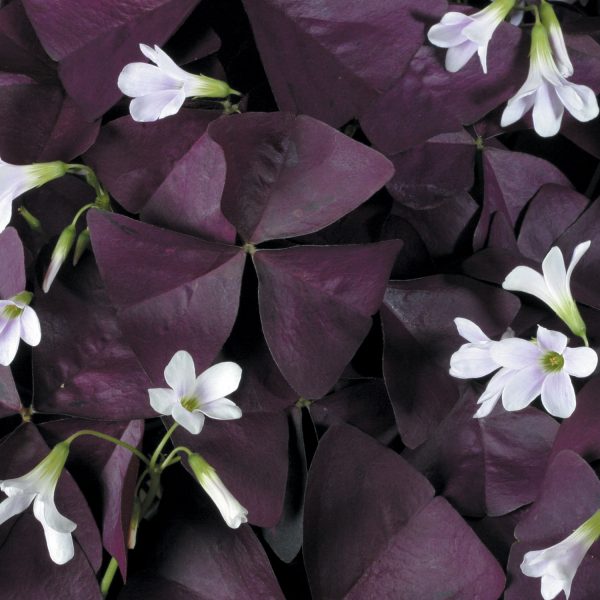 OXALIS CHARMED WINE SHAMROCK