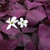 OXALIS CHARMED WINE SHAMROCK