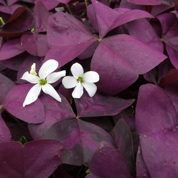 OXALIS CHARMED WINE SHAMROCK