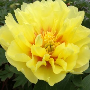 PAEONIA BARTZELLA INTERSECTIONAL PEONY