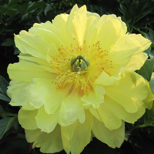 PAEONIA BARTZELLA INTERSECTIONAL PEONY