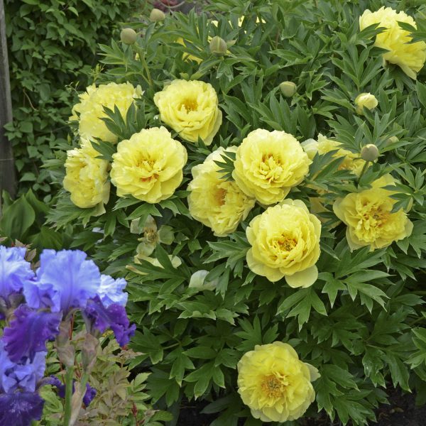 PAEONIA BARTZELLA INTERSECTIONAL PEONY