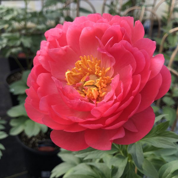 PAEONIA CORAL SUNSET GARDEN PEONY