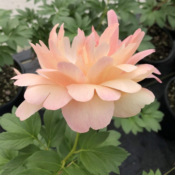 PAEONIA CORAL SUNSET GARDEN PEONY